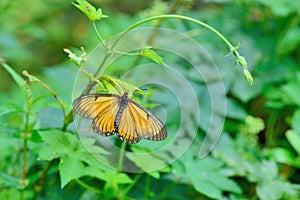 Butterfly photo