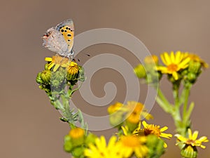 Butterfly  020722-1398 photo