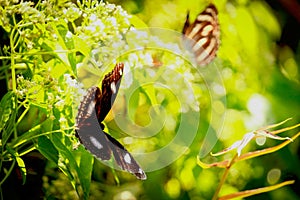 Butterfly butterfly on wild flower in summer spring field  wildlife animal in nature