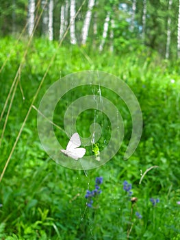 Butterfly cabbage spider in the natural park Olenyi brooks in the Sverdlovsk region