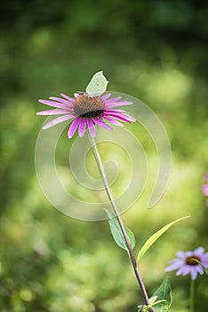 Butterfly cabbage white on a pink flower