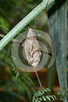 Butterfly Cacoon photo