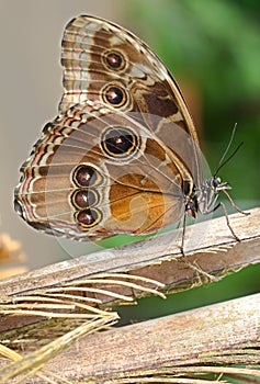 Butterfly Caligo memnon