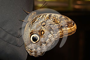 Butterfly Caligo memnon sitting on a human shoulder closeup