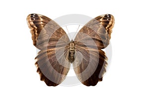 Butterfly Caliqo brasiliensis f