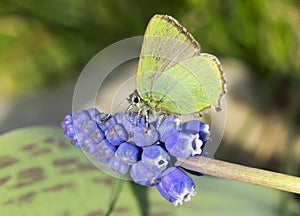 Butterfly Callophrys rubi