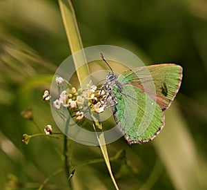 Butterfly (Callophrys rubi )