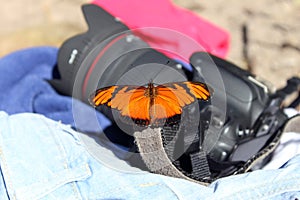 Butterfly in the Camera photo