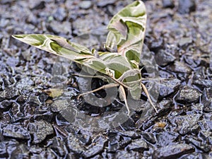 Butterfly Camouflage