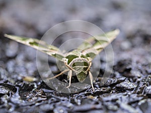 Butterfly Camouflage