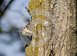 Butterfly camouflage on wood