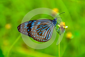 Butterfly over a flower in Koh Phangan photo