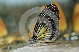 Butterfly Staff, Insect Carcass in Showcase