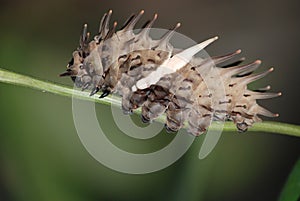 butterfly caterpillar photo