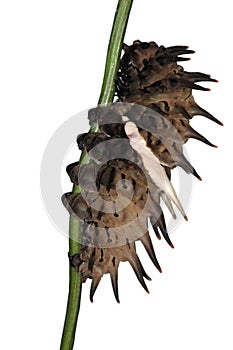 butterfly caterpillar