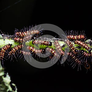 Butterfly caterpillar