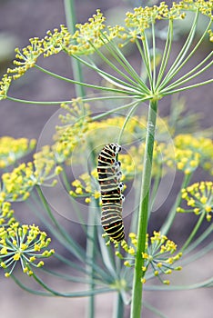 A butterfly caterpillar crawls on a dill bush