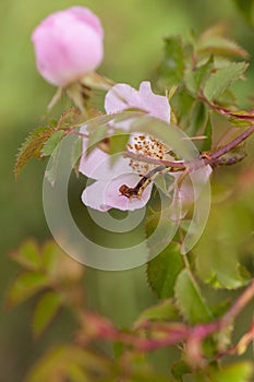 Butterfly caterpillar on Dog rose flowers