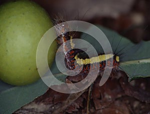Butterfly caterpillar eats on leaf