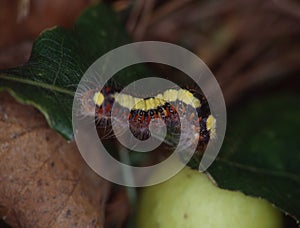 Butterfly caterpillar eats on leaf