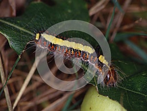 Butterfly caterpillar eats on leaf