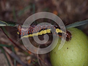 Butterfly caterpillar eats on leaf