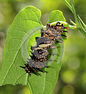 Butterfly Caterpillar - Golden Birdwing photo