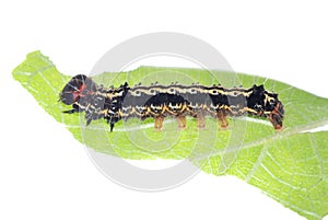 Butterfly caterpillar on green leaf