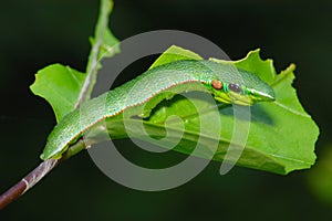 Butterfly Caterpillar - Orange Tip