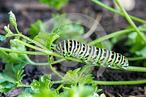 Butterfly caterpillar Swallowtail Papilio machaon