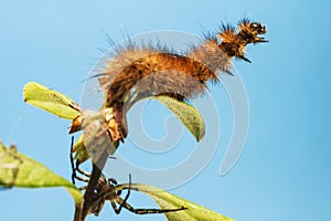 The Ruby Tiger caterpillars