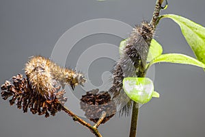 The Ruby Tiger caterpillars