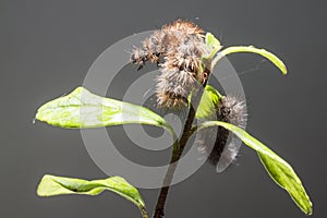 The Ruby Tiger caterpillars