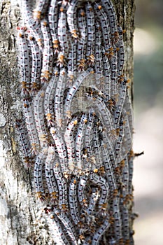 Butterfly caterpillars take up a defensive position on a tree trunk, reservations Tsingy, Ankarana, Madagascar photo