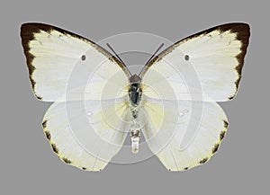 Butterfly Catopsilia florella florella