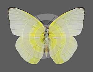Butterfly Catopsilia pomona pommona