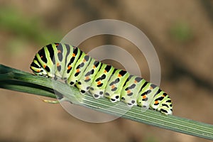 Butterfly catterpillar
