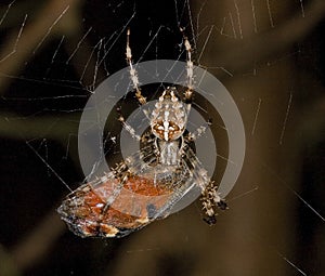 Butterfly caught by garden spider