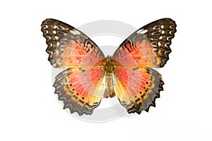 Butterfly Cethosia biblis isolated