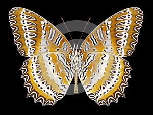 Butterfly Cethosia biblis underside
