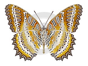 Butterfly Cethosia biblis underside