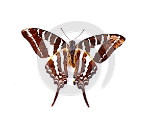 Butterfly (Chain Swordtail) isolated on white background