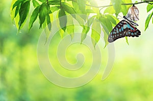 Butterfly change Chrysalis