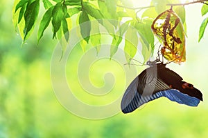 Butterfly change Chrysalis