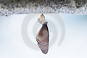 Butterfly change Chrysalis