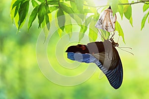 Butterfly change Chrysalis