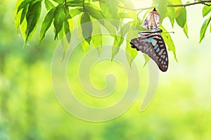 Butterfly change Chrysalis