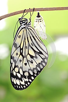 Butterfly change form chrysalis photo