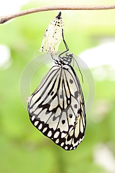 Butterfly change form chrysalis