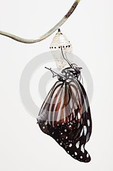 Butterfly change form chrysalis